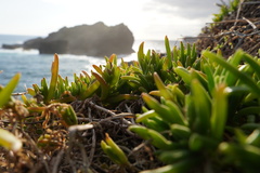 Delosperma napiforme