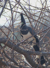 Corythaixoides leucogaster