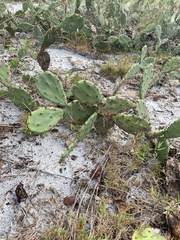 Opuntia austrina