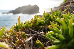 Delosperma napiforme