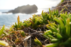 Delosperma napiforme