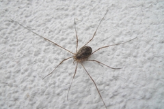 Lacinius