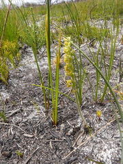 Holothrix brevipetala