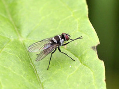Limnophora obsignata
