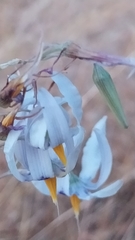 Conanthera bifolia