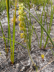 Holothrix brevipetala