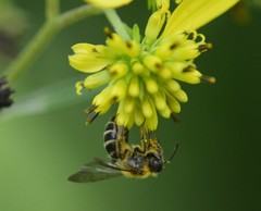 Cnemidandrena