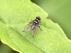 Limnophora obsignata