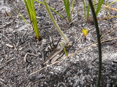 Holothrix brevipetala