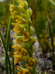 Holothrix brevipetala