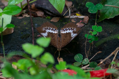Tanaecia trigerta