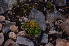 Micranthes stellaris