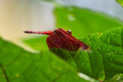 Neurothemis terminata