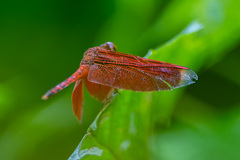 Neurothemis terminata