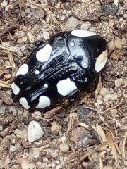 Mausoleopsis amabilis