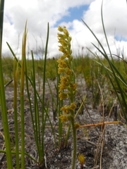 Holothrix brevipetala