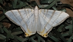 Phrygionis platinata