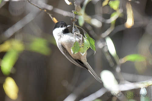 Sichuan Tit (Poecile weigoldicus), photo 8