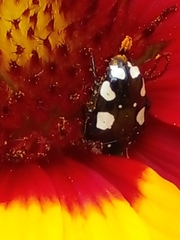 Mausoleopsis amabilis