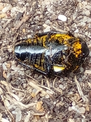 Mausoleopsis amabilis