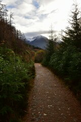 Rhododendron ponticum