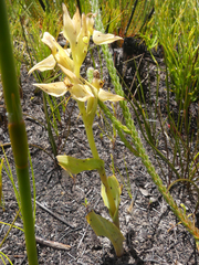 Pterygodium acutifolium