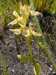 Pterygodium acutifolium