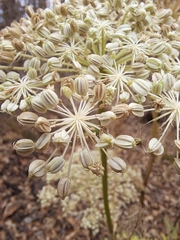 Angelica dahurica