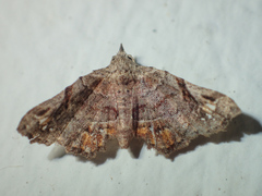Hypertrocta posticalis