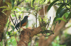 Turdus abyssinicus