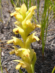 Disa cylindrica