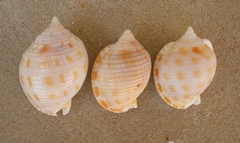 Semicassis granulata