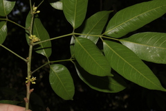 Protium heptaphyllum