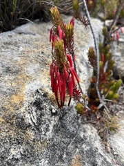 Erica plukenetii
