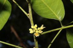 Protium heptaphyllum