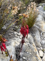 Erica plukenetii