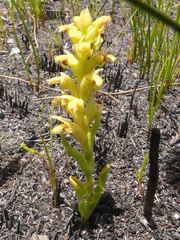 Disa cylindrica