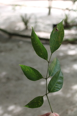 Protium heptaphyllum