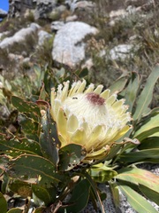 Protea magnifica