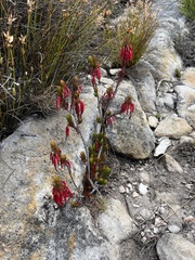 Erica plukenetii