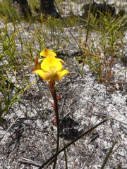 Disa tenuifolia