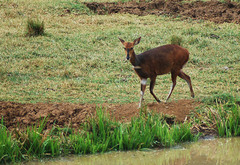 Tragelaphus sylvaticus