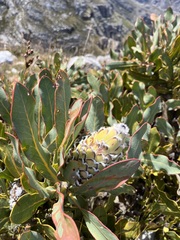 Protea magnifica