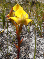 Disa tenuifolia
