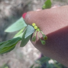 Magnoliopsida