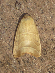 Bagisara rectifascia
