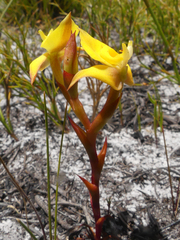 Disa tenuifolia
