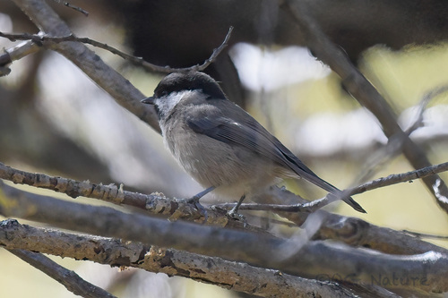 Sichuan Tit (Poecile weigoldicus), photo 5