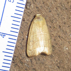 Bagisara rectifascia