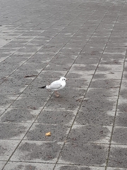 Chroicocephalus ridibundus